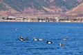 Ducks on Lugu Lake Royalty Free Stock Photo