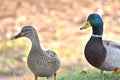 Ducks, Mallard, male and female