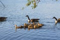 Ducks and many ducklings swimming on blue lake