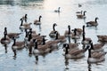 Ducks and many ducklings swimming on a lake