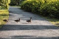 Ducks marching in a row in the park