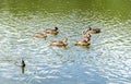 Ducks and marsh hens in nature Royalty Free Stock Photo