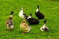 Ducks meeting point on a green meadow