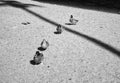 Ducks are on the move, infrared Royalty Free Stock Photo