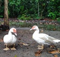 ducks are native to South America as pets and sometimes as guard animals.