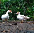 ducks are native to South America as pets and sometimes as guard animals.