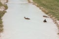 Ducks on the natural lake, bird on blue water