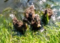 Ducks in the nature 11