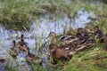 Ducks near pond