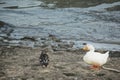 Ducks near the river