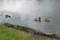 Three ducks swim near the shore with green grass.