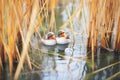 ducks nestled in pondside reeds