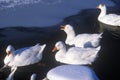 Ducks on a New England pond in winter, NY Royalty Free Stock Photo