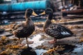 Ducks with oil-covered feathers on a waste and garbage polluted coastline. Negative impact of human activity, oil spill and