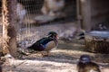 Ducks on the old farm. Autumn time Royalty Free Stock Photo