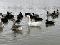 Ducks and other migratory birds winter on the lake. Geese and swans swim on a winter pond. Many birds are looking for food on a Royalty Free Stock Photo