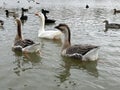 Ducks and other migratory birds winter on the lake. Geese and swans swim on a winter pond. Many birds are looking for food on a Royalty Free Stock Photo