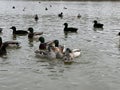 Ducks and other migratory birds winter on the lake. Geese and swans swim on a winter pond. Many birds are looking for food on a Royalty Free Stock Photo