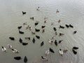 Ducks and other migratory birds winter on the lake. Geese and swans swim on a winter pond. Many birds are looking for food on a Royalty Free Stock Photo