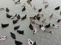 Ducks and other migratory birds winter on the lake. Geese and swans swim on a winter pond. Many birds are looking for food on a Royalty Free Stock Photo