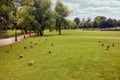 Ducks out in the field eating grass on a summer day, copy space Royalty Free Stock Photo