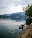 Ducks over the tranquil Bled Lake Royalty Free Stock Photo