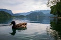 ducks over the tranquil Bled Lake Royalty Free Stock Photo
