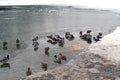 Ducks overwinter on the freezing river. Birds are cold on the lake. Problems of birds in ice-covered pond Royalty Free Stock Photo