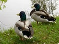 Ducks pair Royalty Free Stock Photo