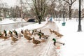 Ducks in the park in Riga, Latvia Royalty Free Stock Photo