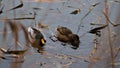 Ducks peacefully swimming in a tranquil lake Royalty Free Stock Photo