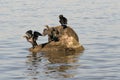 ducks phalacrocorax capillatus (temmincks cormorant) Royalty Free Stock Photo