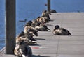 Ducks on a pier