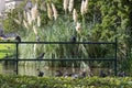 Ducks and pigeon birds perching on metal fence at Carlton Garden