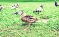 Ducks and pigeons on a lake in a park Royalty Free Stock Photo