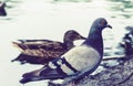 Ducks and pigeons on a lake in a park Royalty Free Stock Photo