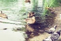 Ducks and pigeons on a lake in a park Royalty Free Stock Photo