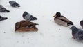 Ducks and pigeons winter side by side