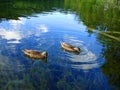 Ducks in Plitvice lake