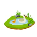 Ducks in the pond. Chicken swims in lake. Animal in wild and forest Royalty Free Stock Photo