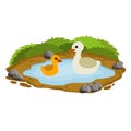 Ducks in the pond. Chicken swims in lake. Animal in wild and forest Royalty Free Stock Photo