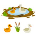 Ducks in the pond. Chicken swims in lake. Animal in wild and forest Royalty Free Stock Photo