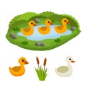 Ducks in the pond. Chicken swims in lake. Animal in wild and forest Royalty Free Stock Photo