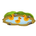 Ducks in the pond. Chicken swims in lake. Animal in wild and forest. Royalty Free Stock Photo