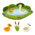 Ducks in the pond. Chicken swims in lake. Animal in wild and forest Royalty Free Stock Photo