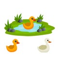 Ducks in the pond. Chicken swims in lake. Animal in wild and forest Royalty Free Stock Photo