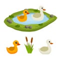 Ducks in the pond. Chicken swims in lake. Animal in wild and forest Royalty Free Stock Photo