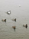 Ducks in the pond, cold season. seagulls by the water. Lots of waterfowl Royalty Free Stock Photo