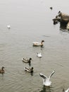 Ducks in the pond, cold season. seagulls by the water. Lots of waterfowl Royalty Free Stock Photo