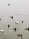 Ducks in the pond, cold season. seagulls by the water. Lots of waterfowl Royalty Free Stock Photo